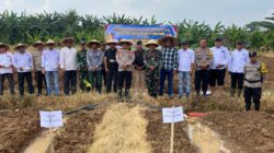 Polsek Pasar Kemis Jadi Motor Penggerak Penanaman Jagung 2 Hektare di Sukamantri