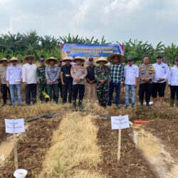 Polsek Pasar Kemis Jadi Motor Penggerak Penanaman Jagung 2 Hektare di Sukamantri